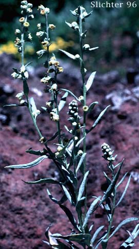 Artemisia ludoviciana