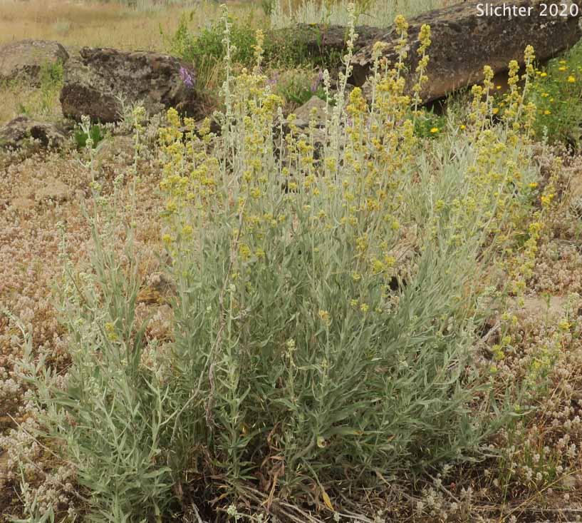 Louisiana Sagewort, Prairie Sage, Silver Wormwood, Western Mugwort, Western Wormwood: Artemisia ludoviciana ssp. ludoviciana (Synonyms: Artemisia ludoviciana var. ludoviciana, Artemisia vulgaris var. ludoviciana)