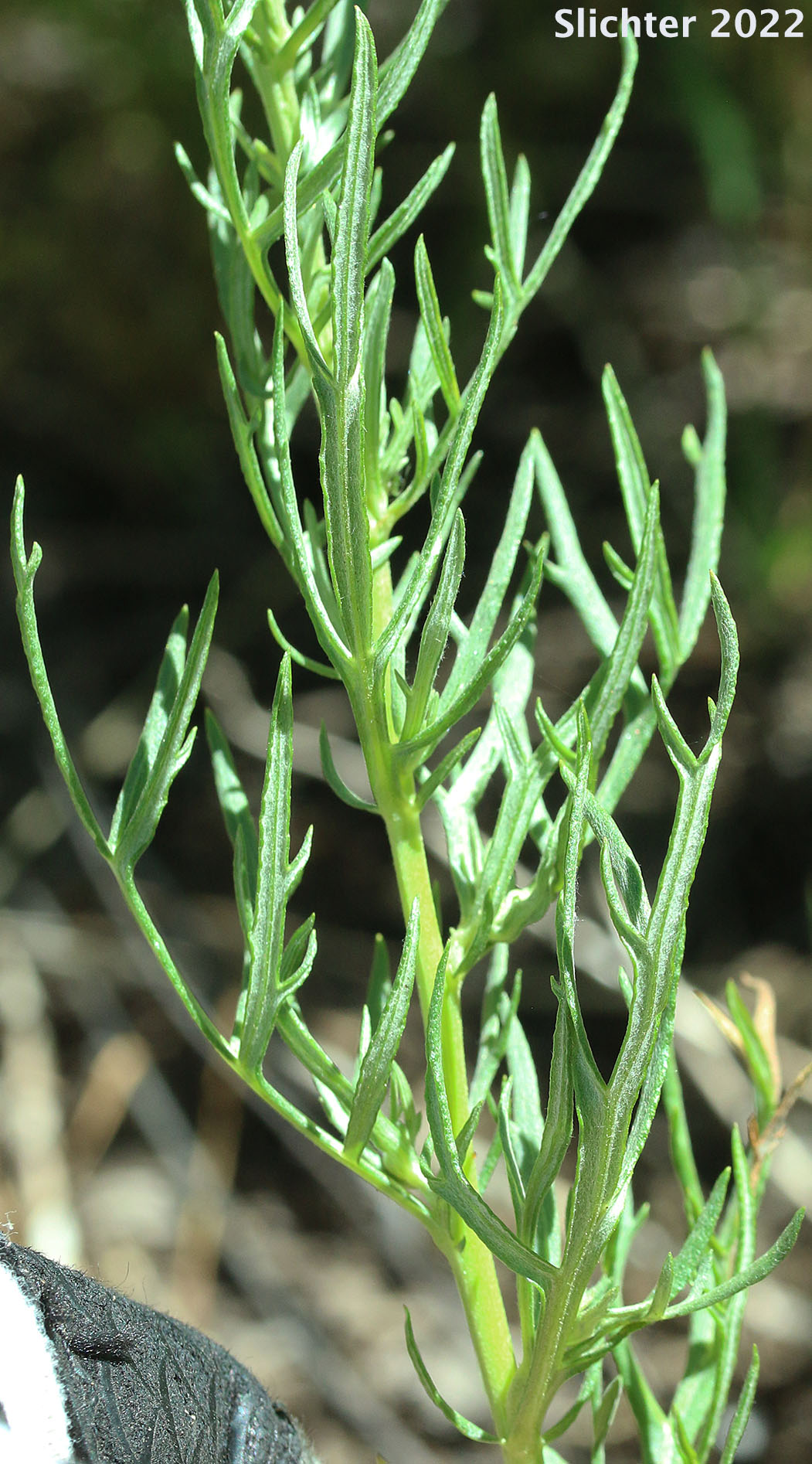 Stem leaves of Lemon Sagewort, Michaux Mugwort, Michaux's Mugwort, Michaux's Wormwood: Artemisia michauxiana (Synonym: Artemisia vulgaris ssp. michauxiana)