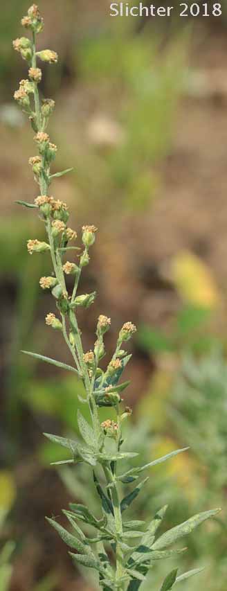Lemon Sagewort, Michaux Mugwort, Michaux's Mugwort, Michaux's Wormwood: Artemisia michauxiana (Synonym: Artemisia vulgaris ssp. michauxiana)