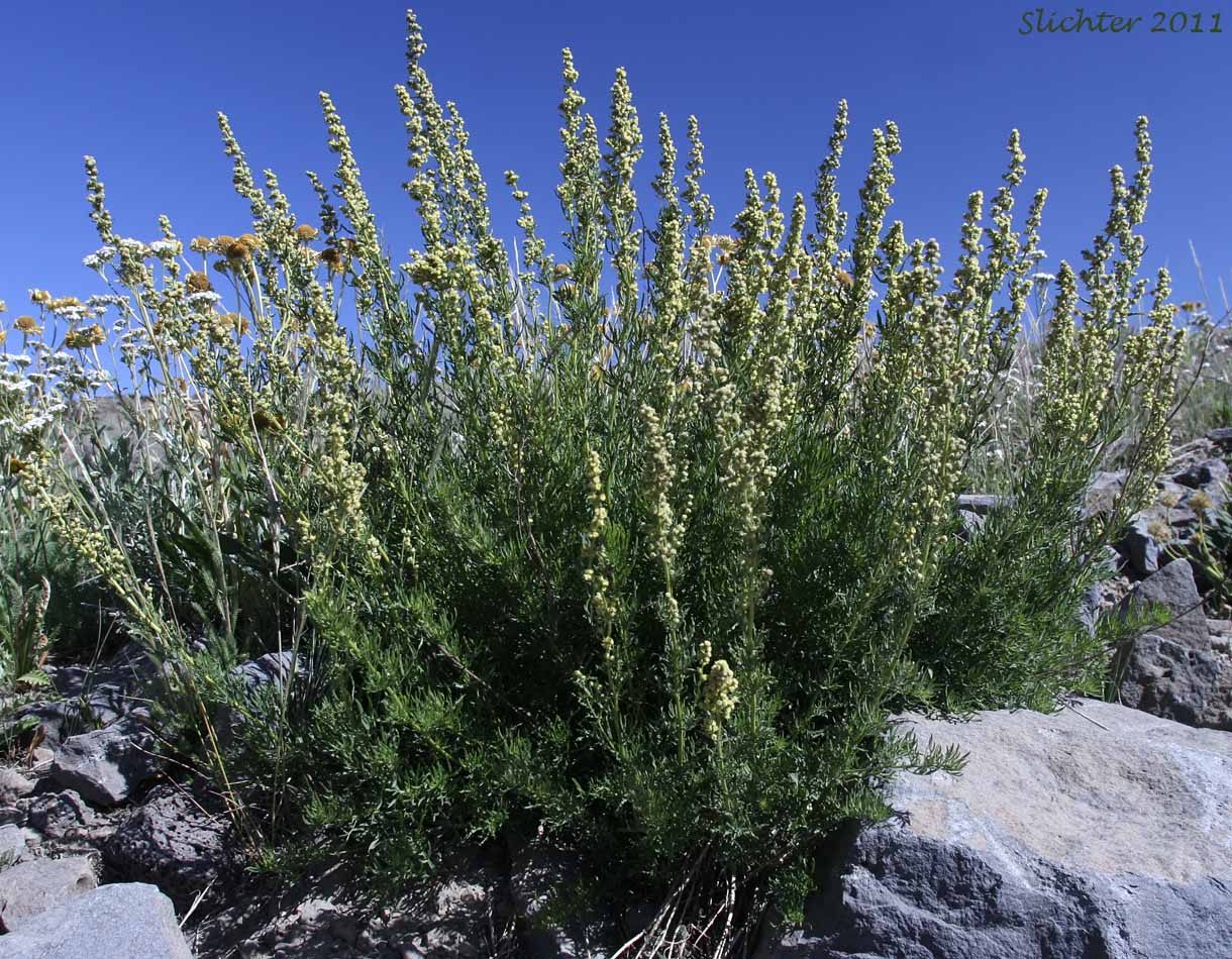 Lemon Sagewort, Michaux Mugwort, Michaux's Mugwort, Michaux's Wormwood: Artemisia michauxiana (Synonym: Artemisia vulgaris ssp. michauxiana)