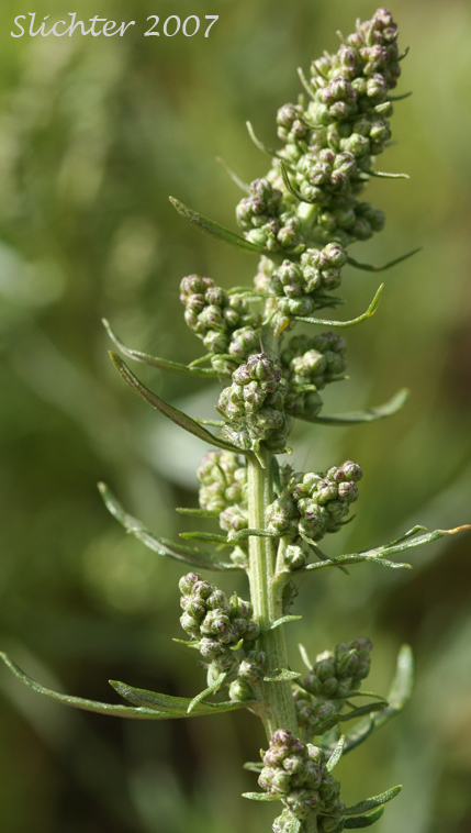 Inflorescence of Aleutian Mugwort, Cascade Wormwood, Shining Sagewort: Artemisia tilesii ssp. unalaschensis (Synonyms: Artemisia elatior, Artemisia hookeriana, Artemisia tilesii ssp. elatior, Artemisia tilesii var. elatior, Artemisia tilesii var. unalaschcensis)