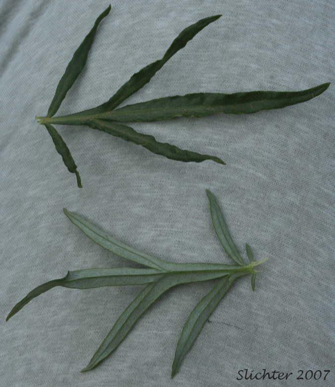 Leaves of Aleutian Mugwort, Cascade Wormwood, Shining Sagewort: Artemisia tilesii ssp. unalaschensis (Synonyms: Artemisia elatior, Artemisia hookeriana, Artemisia tilesii ssp. elatior, Artemisia tilesii var. elatior, Artemisia tilesii var. unalaschcensis)