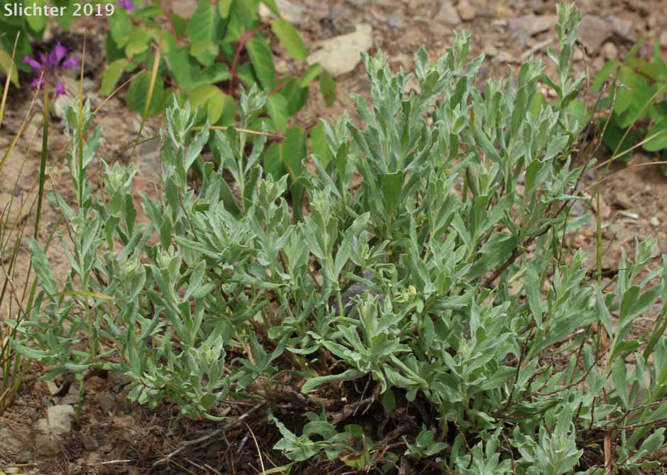 Narrowleaf Brickellia, Narrow-leaved Thoroughwort: Brickellia oblongifolia var. oblongifolia