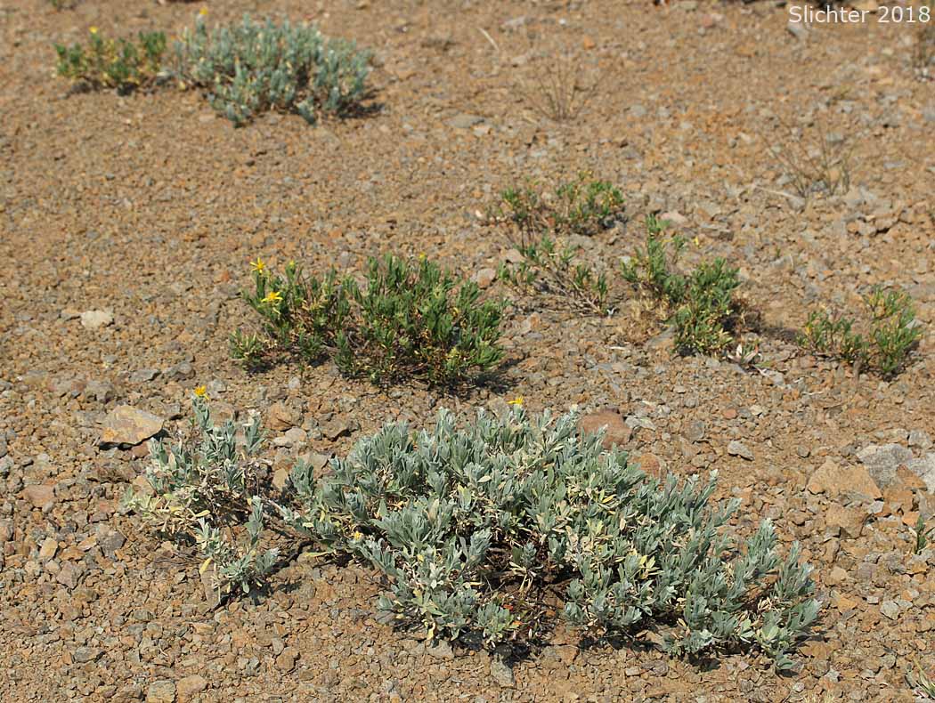 Narrowleaf Brickellia, Narrow-leaved Thoroughwort: Brickellia oblongifolia var. oblongifolia