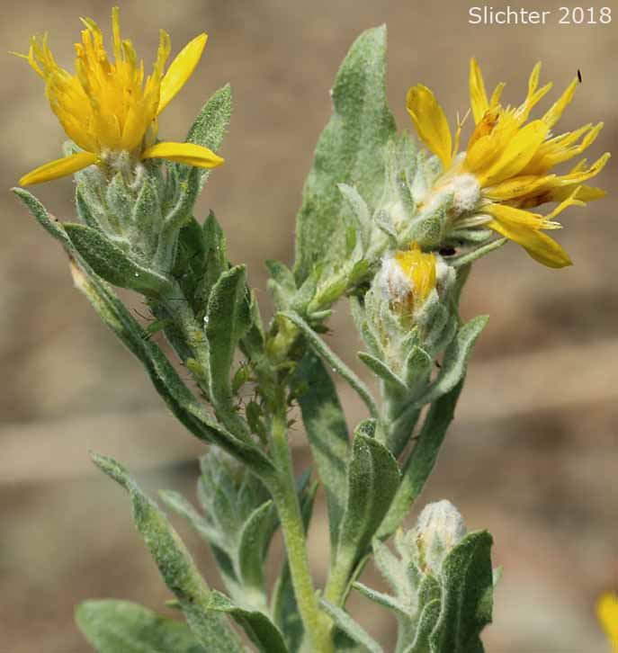 Narrowleaf Brickellia, Narrow-leaved Thoroughwort: Brickellia oblongifolia var. oblongifolia
