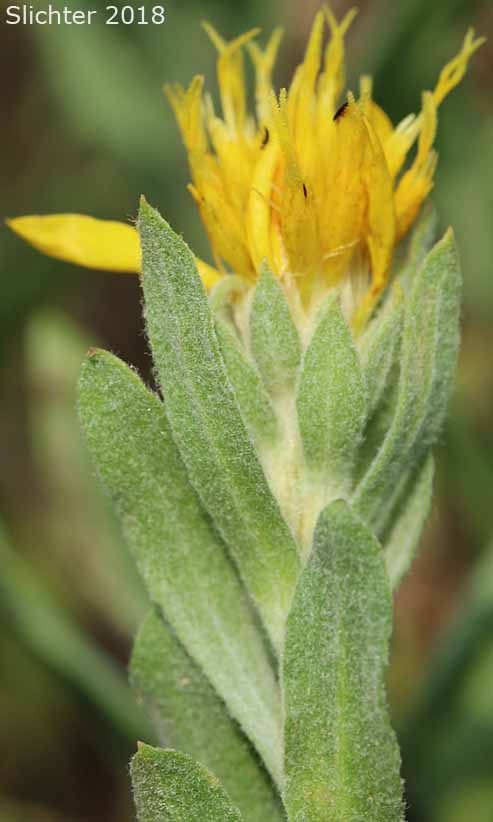 Narrowleaf Brickellia, Narrow-leaved Thoroughwort: Brickellia oblongifolia var. oblongifolia