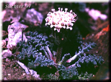 Alpine Chaenactis, Alpine Dustymaidens: Chaenactis alpina (Synonym: Chaenactis douglasii var. alpina)