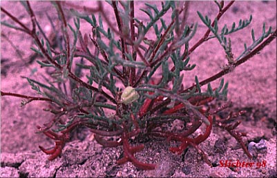 John Day Chaenactis, John Day's Pincushion, Nevius's Chaenactis: Chaenactis nevii