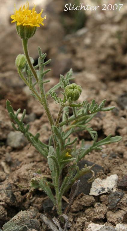 John Day Chaenactis, John Day's Pincushion, Nevius's Chaenactis: Chaenactis nevii