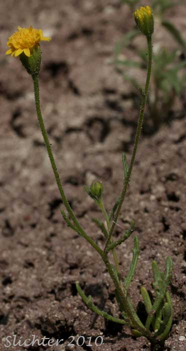 John Day Chaenactis, John Day's Pincushion, Nevius's Chaenactis: Chaenactis nevii