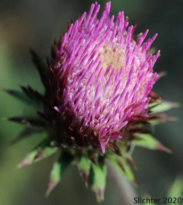 Anderson's Thistle: Cirsium andersonii