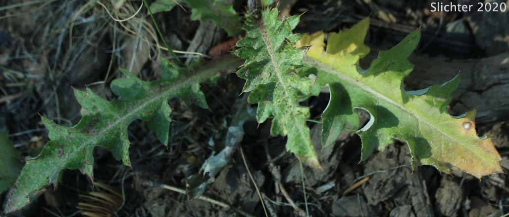 Anderson's Thistle: Cirsium andersonii