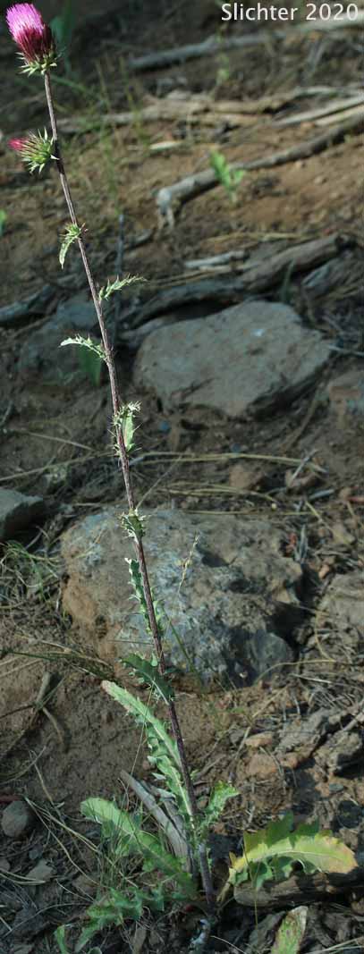 Anderson's Thistle: Cirsium andersonii