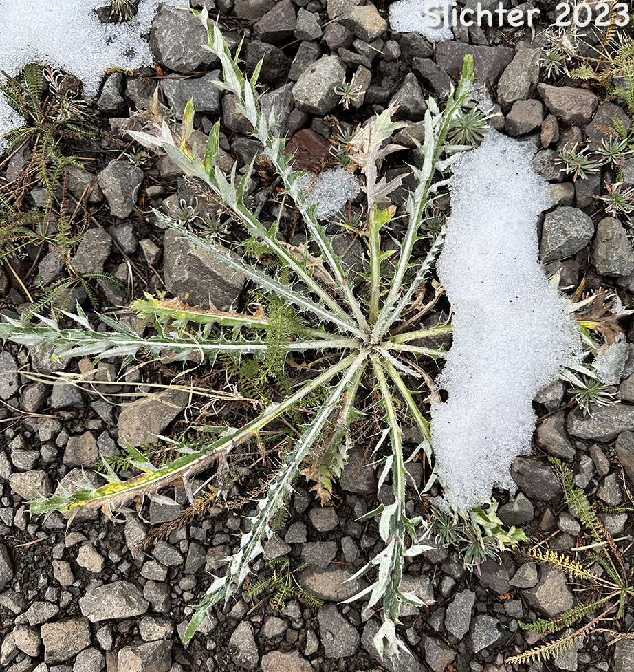 Basal leaves of Palouse Thistle: Cirsium brevifolium (Synonym: Cirsium palousense)