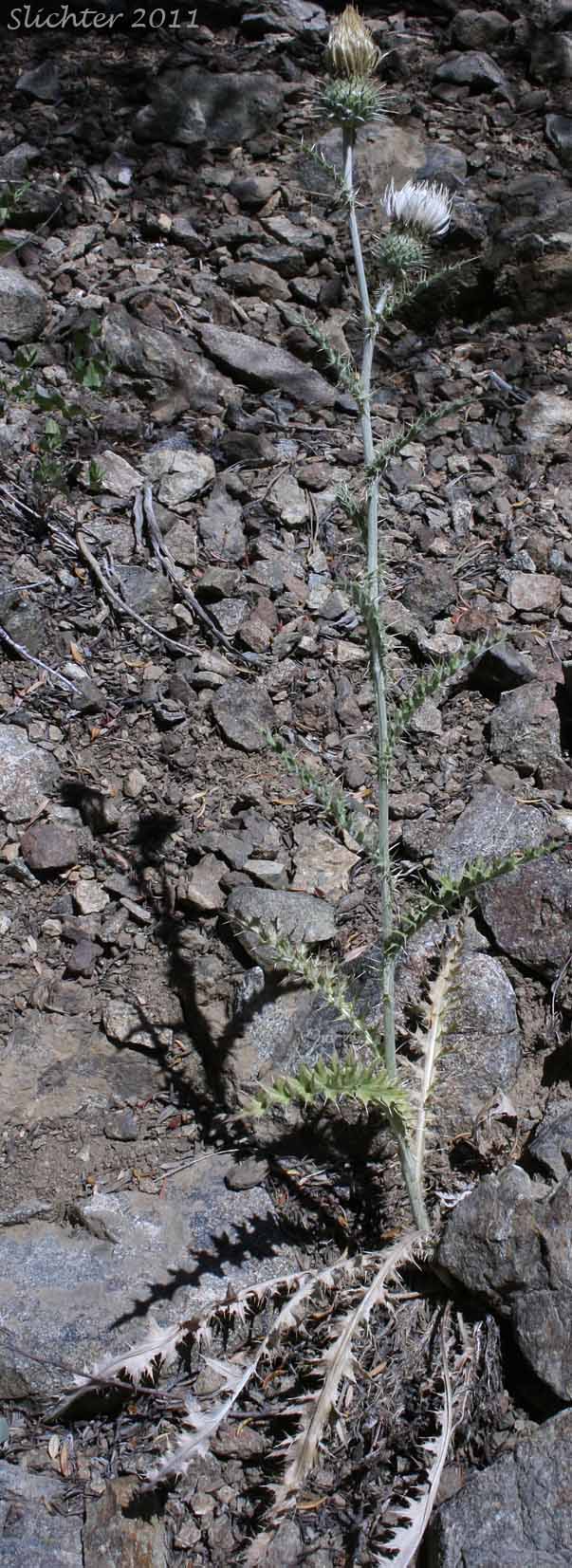 Palouse Thistle: Cirsium brevifolium (Synonym: Cirsium palousense)
