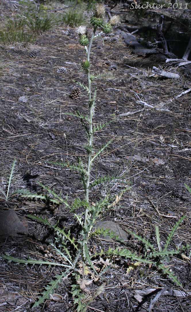 Palouse Thistle: Cirsium brevifolium (Synonym: Cirsium palousense)