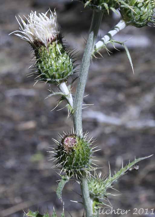 Flower heads of Palouse Thistle: Cirsium brevifolium (Synonym: Cirsium palousense)