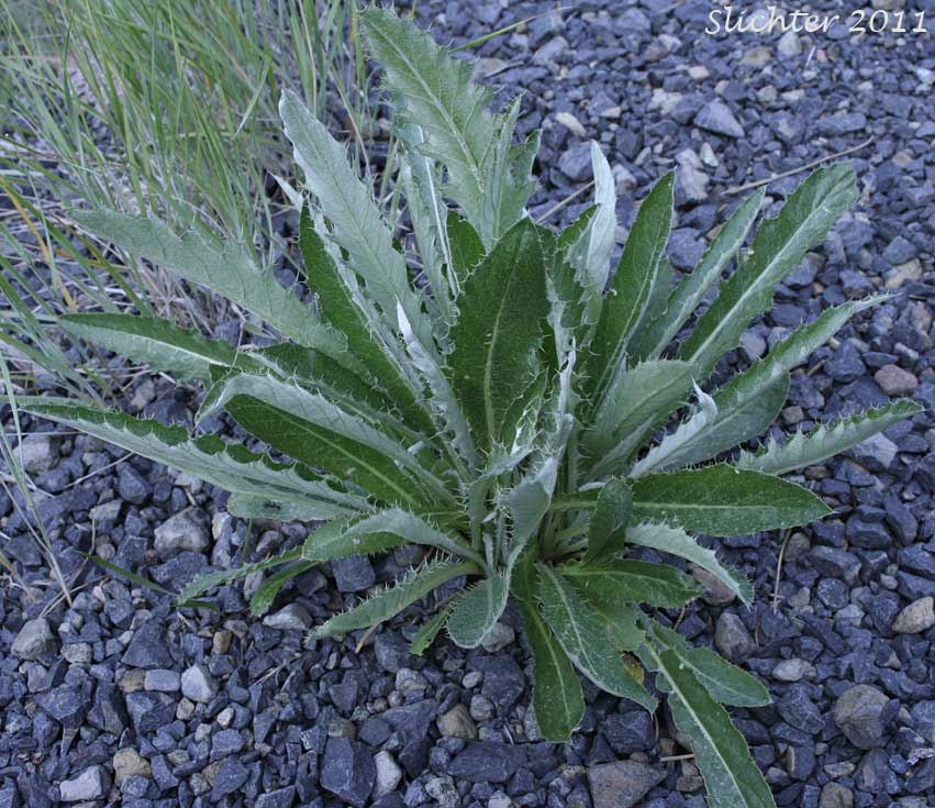 Basal leaves of Palouse Thistle: Cirsium brevifolium (Synonym: Cirsium palousense)