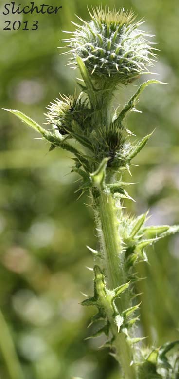 Short-styled Thistle, Cluster Thistle, Clustered Thistle: Cirsium brevistylum