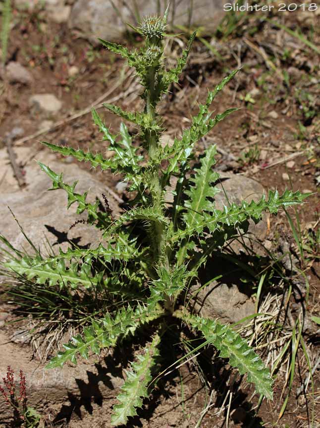 Leaves of Gray-green Thistle: Cirsium cymosum var. canovirens (Synonym: Cirsium canovirens)