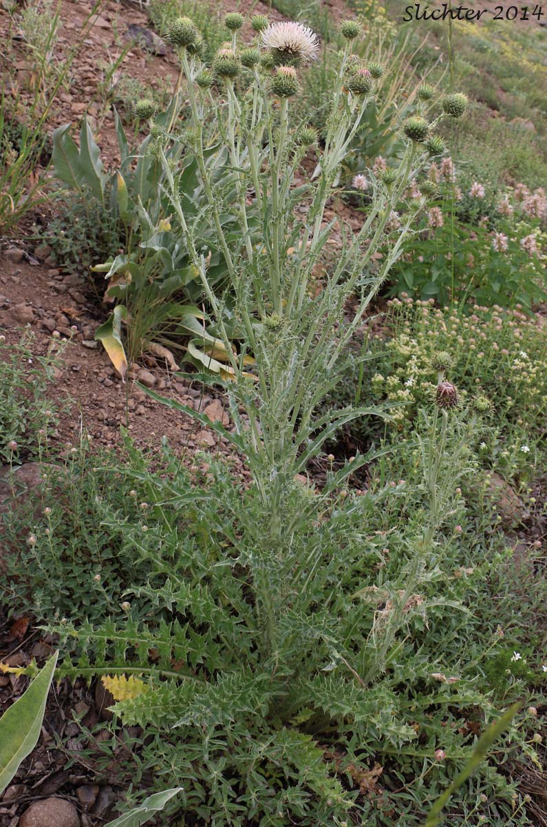 Gray-green Thistle: Cirsium cymosum var. canovirens (Synonym: Cirsium canovirens)