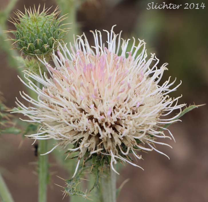 Gray-green Thistle: Cirsium cymosum var. canovirens (Synonym: Cirsium canovirens)