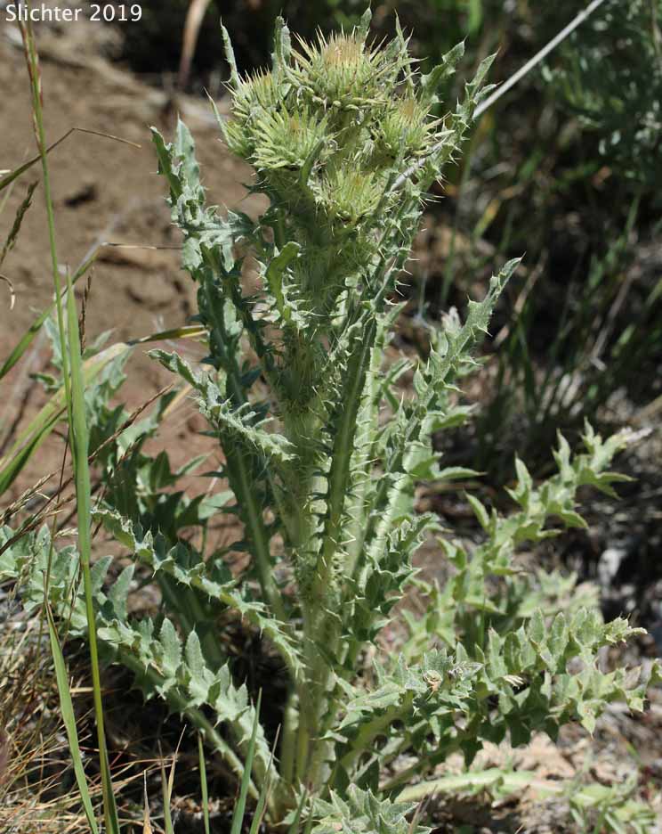Peregrine Thistle, Greene's Thistle: Cirsium cymosum var. cymosum
