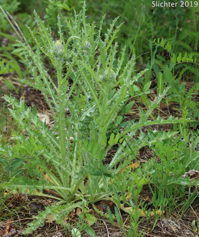 Peregrine Thistle, Greene's Thistle: Cirsium cymosum var. cymosum