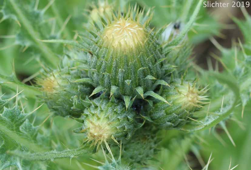 Peregrine Thistle, Greene's Thistle: Cirsium cymosum var. cymosum