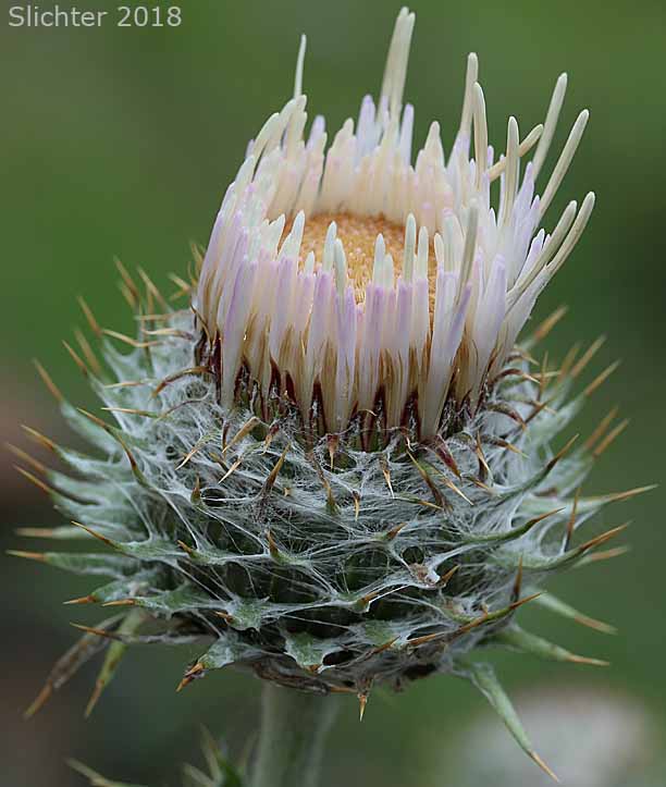 Intermountain Thistle, Jackson Hole Thistle: Cirsium inamoenum var. inamoenum (Synonyms: Synonyms: Cirsium subniveum, Cirsium utahense)