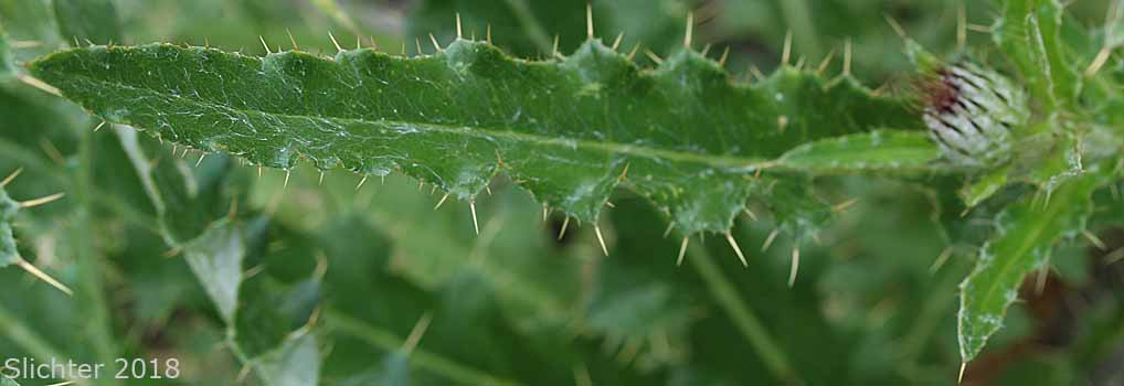 Leaf of Intermountain Thistle, Jackson Hole Thistle: Cirsium inamoenum var. inamoenum (Synonyms: Synonyms: Cirsium subniveum, Cirsium utahense)