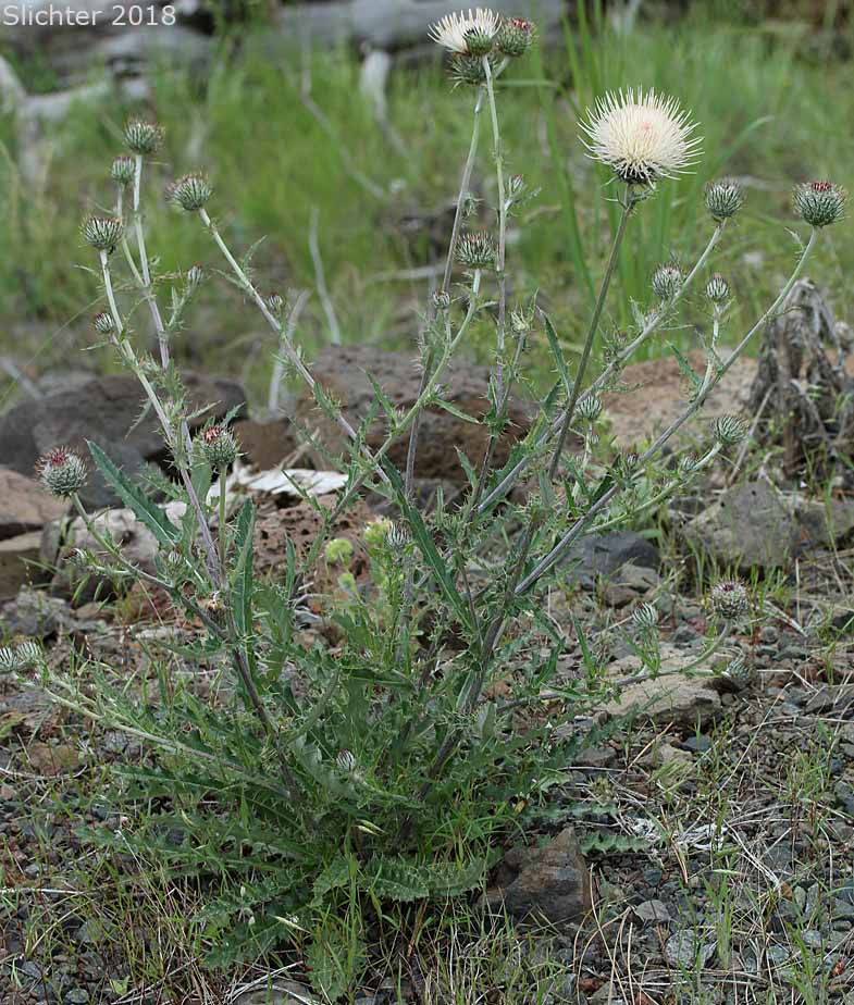 Intermountain Thistle, Jackson Hole Thistle: Cirsium inamoenum var. inamoenum (Synonyms: Synonyms: Cirsium subniveum, Cirsium utahense)