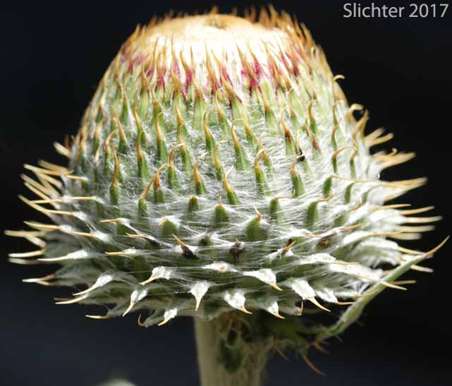Intermountain Thistle, Jackson Hole Thistle: Cirsium inamoenum var. inamoenum (Synonyms: Synonyms: Cirsium subniveum, Cirsium utahense)