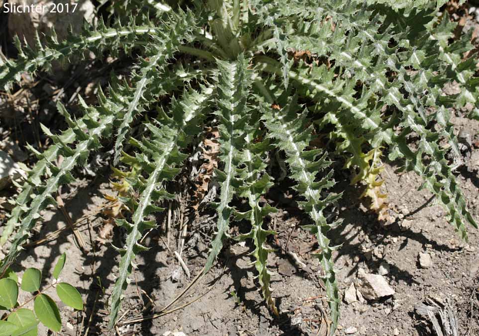 Basal leaves of Intermountain Thistle, Jackson Hole Thistle: Cirsium inamoenum var. inamoenum (Synonyms: Synonyms: Cirsium subniveum, Cirsium utahense)