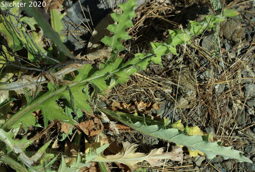 Intermountain Thistle, Jackson Hole Thistle: Cirsium inamoenum var. inamoenum (Synonyms: Synonyms: Cirsium subniveum, Cirsium utahense)