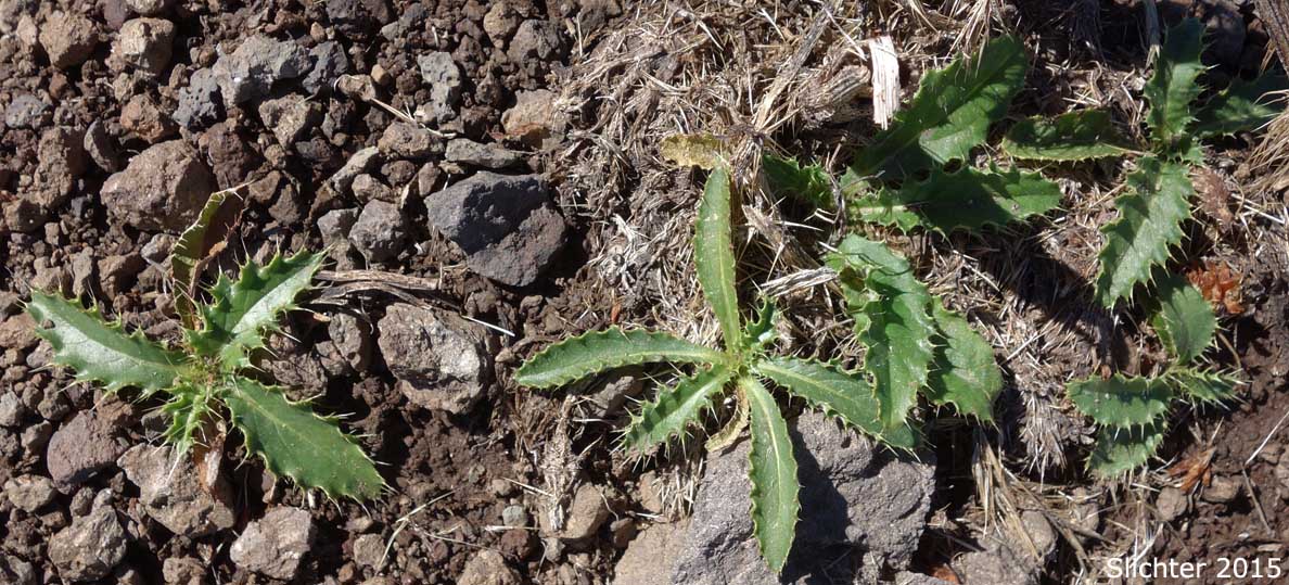 Basal leaves of young plants of Peck's Thistle, Steen's Mountain Thistle: Cirsium eatonii var. peckii (Synonym: Cirsium peckii)
