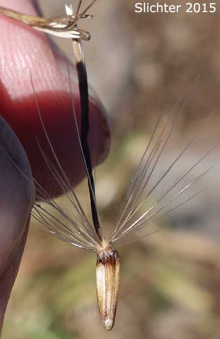 Seed of Peck's Thistle, Steen's Mountain Thistle: Cirsium eatonii var. peckii (Synonym: Cirsium peckii)