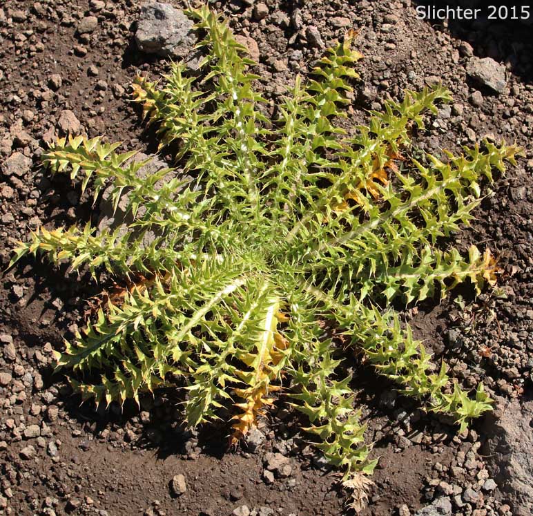Basal leaves of Peck's Thistle, Steen's Mountain Thistle: Cirsium eatonii var. peckii (Synonym: Cirsium peckii)