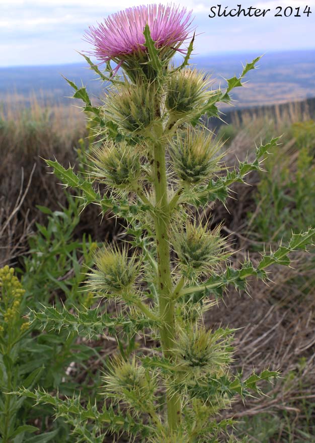 Peck's Thistle, Steen's Mountain Thistle: Cirsium eatonii var. peckii (Synonym: Cirsium peckii)
