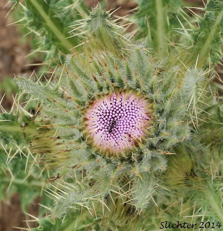 Peck's Thistle, Steen's Mountain Thistle: Cirsium eatonii var. peckii (Synonym: Cirsium peckii)