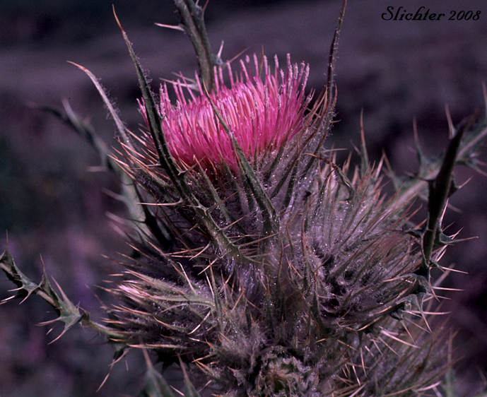 Flower head of Peck's Thistle, Steen's Mountain Thistle: Cirsium eatonii var. peckii (Synonym: Cirsium peckii)