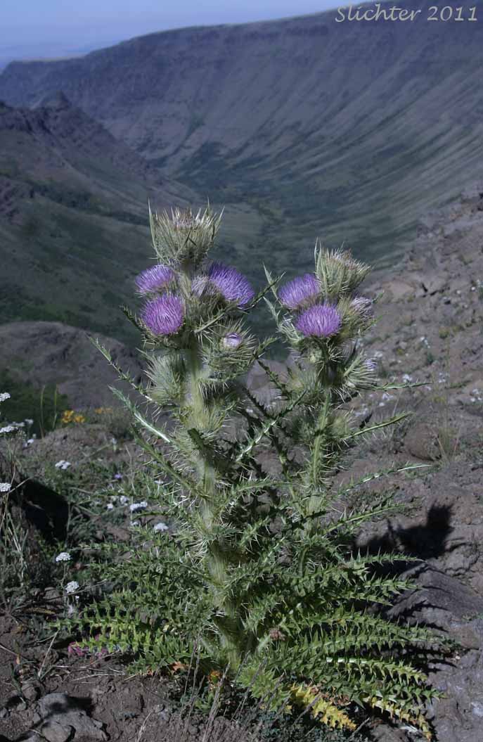 Peck's Thistle, Steen's Mountain Thistle: Cirsium eatonii var. peckii (Synonym: Cirsium peckii)