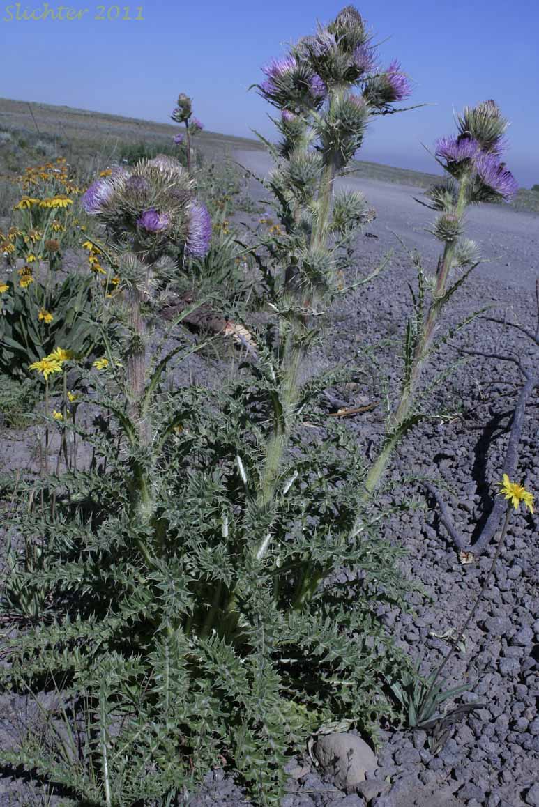 Peck's Thistle, Steen's Mountain Thistle: Cirsium eatonii var. peckii (Synonym: Cirsium peckii)