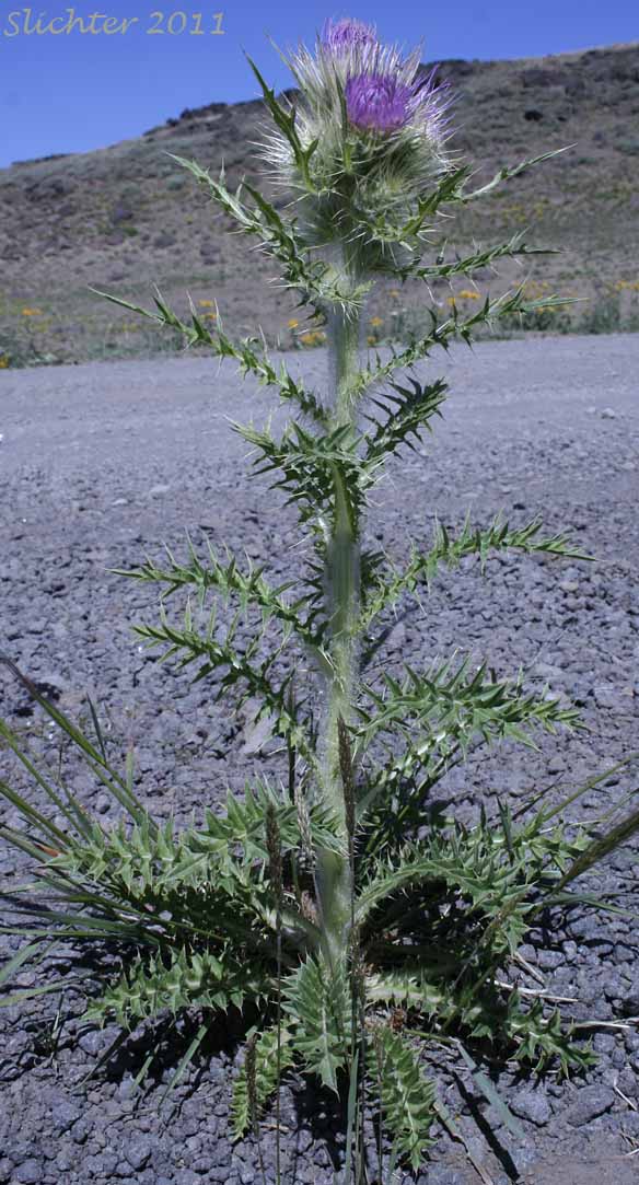 Peck's Thistle, Steen's Mountain Thistle: Cirsium eatonii var. peckii (Synonym: Cirsium peckii)