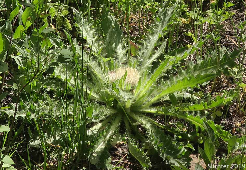 Dinnerplate Thistle, Elk Thistle, Meadow Thistle, Sessile Thistle, Shasta Valley Thistle, Stemless Thistle, Toiyabe Thistle: Cirsium scariosum (Synonyms: Carduus americanus, Carduus coloradensis, Cirsium acaule var. americanum, Cirsium acaulescens, Cirsium americanum, Cirsium butleri, Cirsium coloradense, Cirsium coloradense ssp. acaulescens, Cirsium coloradense ssp. longissimum, Cirsium congdonii, Cirsium drummondii ssp. lanatum, Cirsium drummondii ssp. lanatum, Cirsium drummondii ssp. latisquamum, Cirsium drummondii ssp. vexans, Cirsium drummondii var. acaulescens, Cirsium drummondii var. oregonense, Cirsium erosum, Cirsium hookerianum var. scariosum, Cirsium kelsey, Cirsium lacerum, Cirsium magnificum, Cirsium minganense, Cirsium oreophilum, Cirsium quercetorum, Cirsium scariosum var. americanum, Cirsium scariosum var. robustum, Cirsium scariosum var. scariosum, Cirsium scariosum var. thorneae, Cirsium scariosum var. toiyabense, Cirsium tioganum, Cirsium tioganum var. coloradense, Cirsium tioganum var. tioganum, Cnicus drummondii var. acaulescens, Cnicus tioganus)