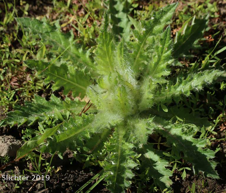 Dinnerplate Thistle, Elk Thistle, Meadow Thistle, Sessile Thistle, Shasta Valley Thistle, Stemless Thistle, Toiyabe Thistle: Cirsium scariosum (Synonyms: Carduus americanus, Carduus coloradensis, Cirsium acaule var. americanum, Cirsium acaulescens, Cirsium americanum, Cirsium butleri, Cirsium coloradense, Cirsium coloradense ssp. acaulescens, Cirsium coloradense ssp. longissimum, Cirsium congdonii, Cirsium drummondii ssp. lanatum, Cirsium drummondii ssp. lanatum, Cirsium drummondii ssp. latisquamum, Cirsium drummondii ssp. vexans, Cirsium drummondii var. acaulescens, Cirsium drummondii var. oregonense, Cirsium erosum, Cirsium hookerianum var. scariosum, Cirsium kelsey, Cirsium lacerum, Cirsium magnificum, Cirsium minganense, Cirsium oreophilum, Cirsium quercetorum, Cirsium scariosum var. americanum, Cirsium scariosum var. robustum, Cirsium scariosum var. scariosum, Cirsium scariosum var. thorneae, Cirsium scariosum var. toiyabense, Cirsium tioganum, Cirsium tioganum var. coloradense, Cirsium tioganum var. tioganum, Cnicus drummondii var. acaulescens, Cnicus tioganus)