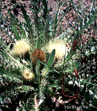 Dinnerplate Thistle, Elk Thistle, Meadow Thistle, Sessile Thistle, Shasta Valley Thistle, Stemless Thistle, Toiyabe Thistle: Cirsium scariosum (Synonyms: Carduus americanus, Carduus coloradensis, Cirsium acaule var. americanum, Cirsium acaulescens, Cirsium americanum, Cirsium butleri, Cirsium coloradense, Cirsium coloradense ssp. acaulescens, Cirsium coloradense ssp. longissimum, Cirsium congdonii, Cirsium drummondii ssp. lanatum, Cirsium drummondii ssp. lanatum, Cirsium drummondii ssp. latisquamum, Cirsium drummondii ssp. vexans, Cirsium drummondii var. acaulescens, Cirsium drummondii var. oregonense, Cirsium erosum, Cirsium hookerianum var. scariosum, Cirsium kelsey, Cirsium lacerum, Cirsium magnificum, Cirsium minganense, Cirsium oreophilum, Cirsium quercetorum, Cirsium scariosum var. americanum, Cirsium scariosum var. robustum, Cirsium scariosum var. scariosum, Cirsium scariosum var. thorneae, Cirsium scariosum var. toiyabense, Cirsium tioganum, Cirsium tioganum var. coloradense, Cirsium tioganum var. tioganum, Cnicus drummondii var. acaulescens, Cnicus tioganus)