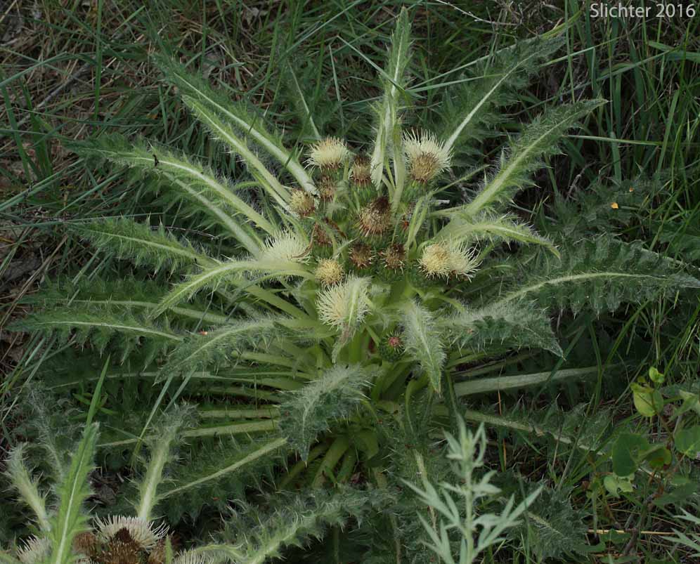 Elk Thistle, Shasta Valley Thistle: Cirsium scariosum var. robustum