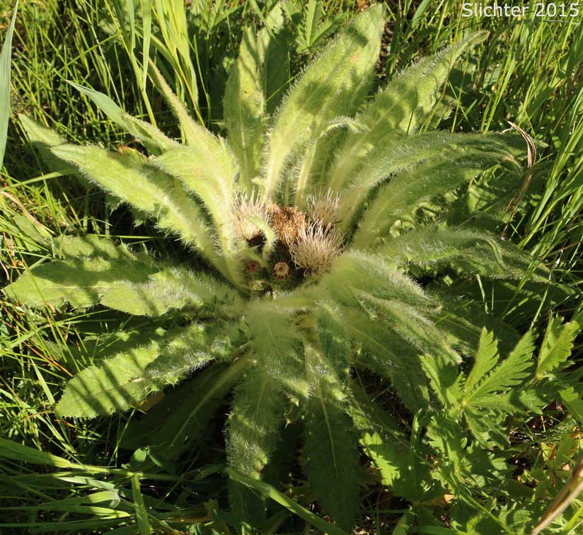 Dinnerplate Thistle, Elk Thistle, Meadow Thistle, Sessile Thistle, Shasta Valley Thistle, Stemless Thistle, Toiyabe Thistle: Cirsium scariosum (Synonyms: Carduus americanus, Carduus coloradensis, Cirsium acaule var. americanum, Cirsium acaulescens, Cirsium americanum, Cirsium butleri, Cirsium coloradense, Cirsium coloradense ssp. acaulescens, Cirsium coloradense ssp. longissimum, Cirsium congdonii, Cirsium drummondii ssp. lanatum, Cirsium drummondii ssp. lanatum, Cirsium drummondii ssp. latisquamum, Cirsium drummondii ssp. vexans, Cirsium drummondii var. acaulescens, Cirsium drummondii var. oregonense, Cirsium erosum, Cirsium hookerianum var. scariosum, Cirsium kelsey, Cirsium lacerum, Cirsium magnificum, Cirsium minganense, Cirsium oreophilum, Cirsium quercetorum, Cirsium scariosum var. americanum, Cirsium scariosum var. robustum, Cirsium scariosum var. scariosum, Cirsium scariosum var. thorneae, Cirsium scariosum var. toiyabense, Cirsium tioganum, Cirsium tioganum var. coloradense, Cirsium tioganum var. tioganum, Cnicus drummondii var. acaulescens, Cnicus tioganus)